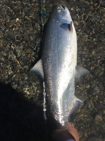 Spring Chinook